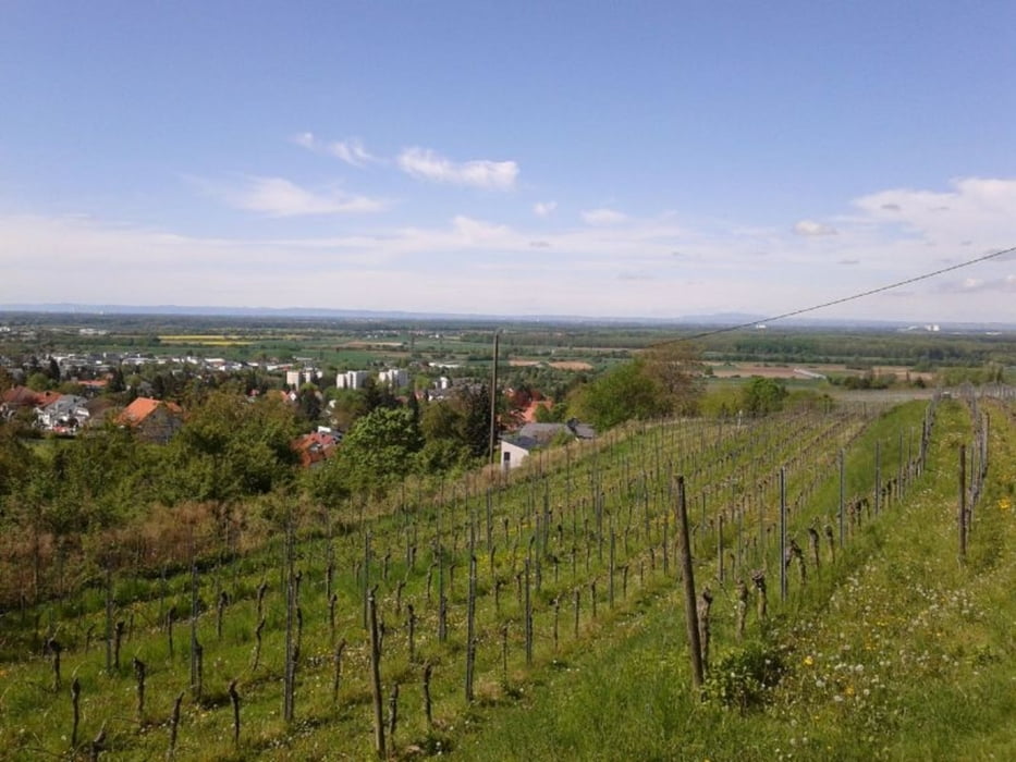 1.Mai Weinlagenwanderung