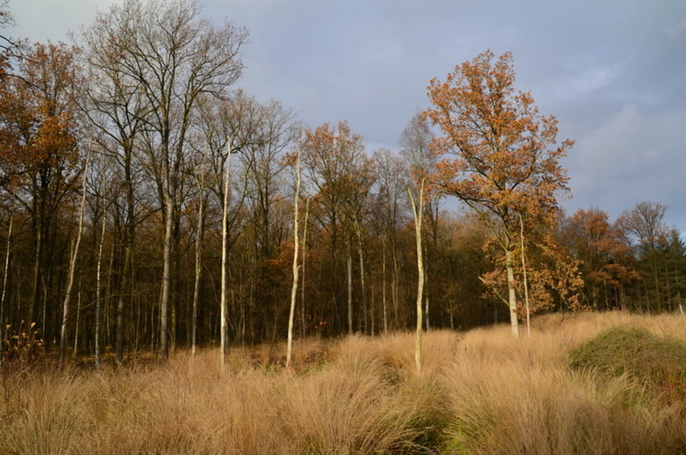 Wandelen in Domein Kiewit en Bokrijk