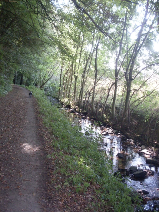 Kleine Waldrunde In Dürscheid
