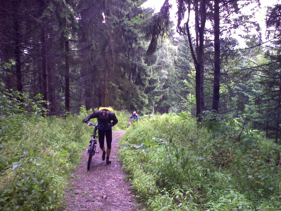 Solingen Fauna - Burgholz