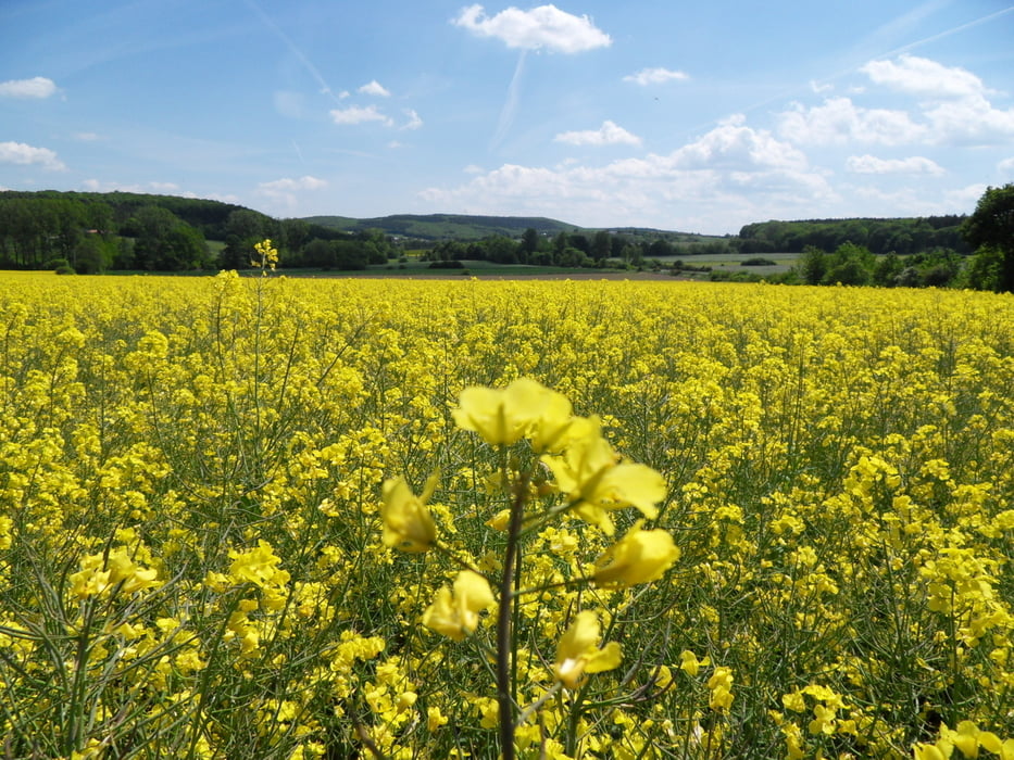 Eifel-Kottenforst Tour