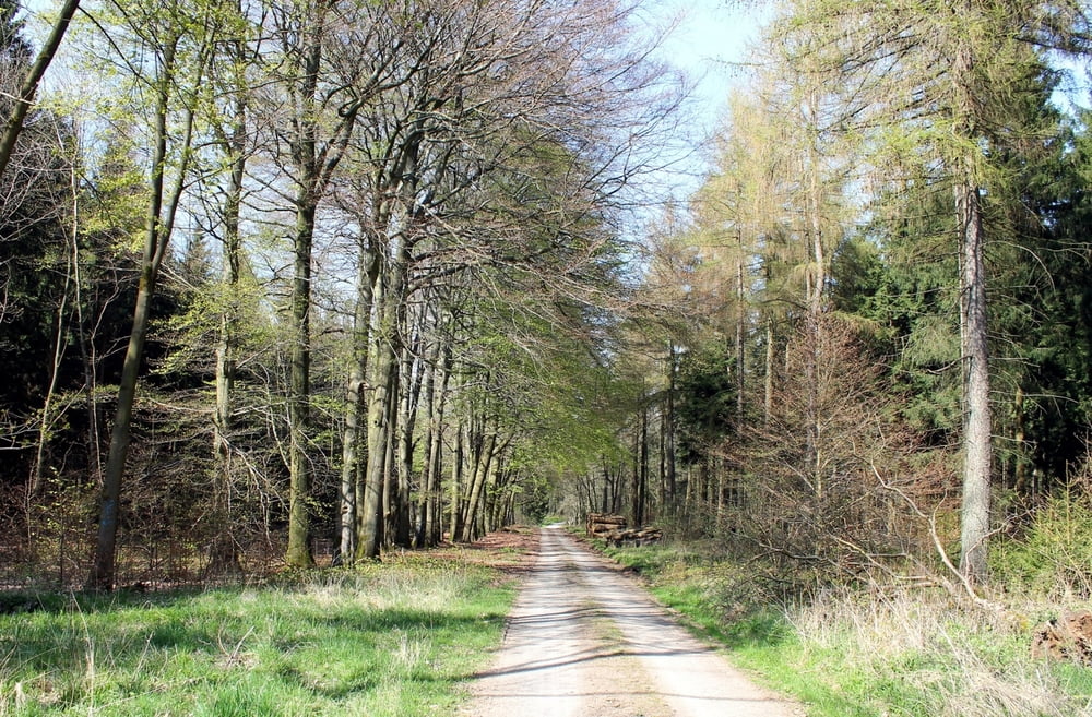 Süntel 1.1 XC easy Südwehe Blutbachquelle Moosköpfe Hohenstein DSMTBV MTB-Tour