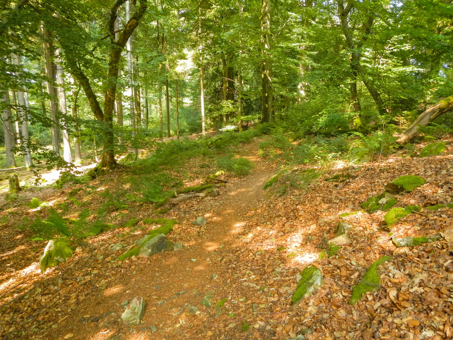 Felsenweg zur Mörschieder Burr