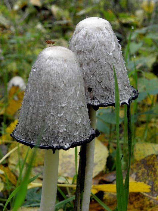 Rondwandeling Oostrum - Geysteren