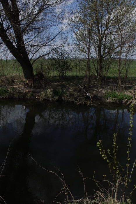 19/2021. Maňa-Vlkas