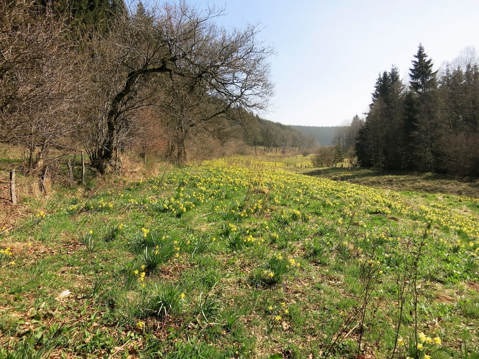wilde Narzissen im "Holzwarchetal" Ostbelgien