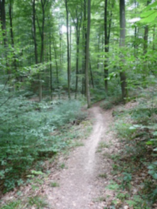 Schönbuch: Ehningen-Grafenberg-Falkenkopf-Ehningen