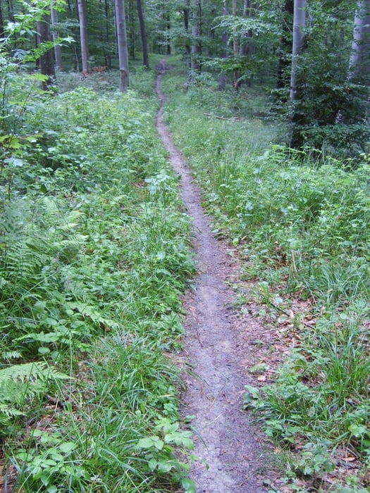 Süh-Runde durch den Altdorfer-Wald