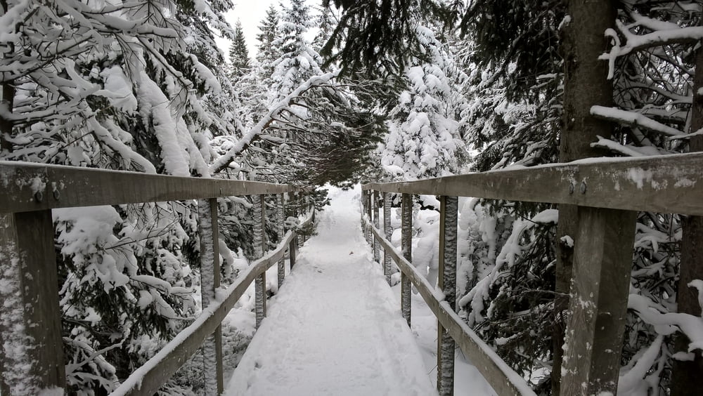 Lehrpfad Gottesgaber Torfmoor
