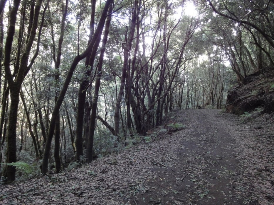 El Cedro II