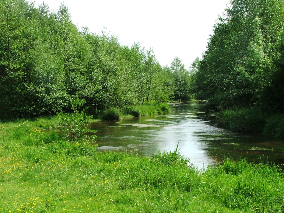 Naturpark Maas=Schwalm=Nette: Brachter Wald (1)