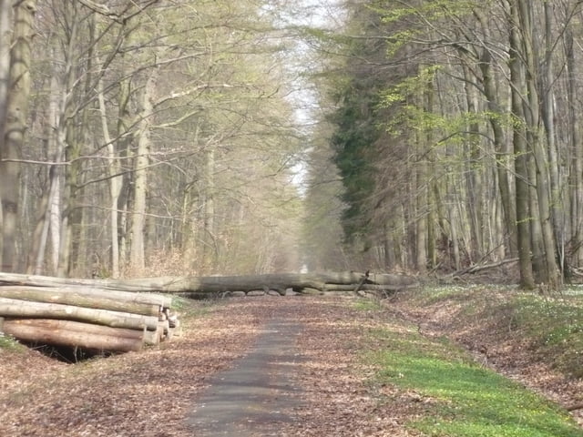 tagestour durch den Hainich