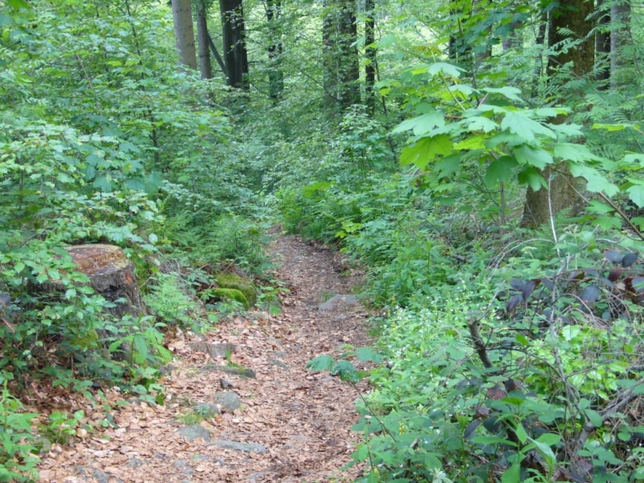 Radltreff Waldmünchen 110629
