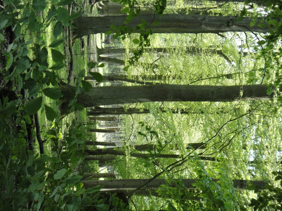 The Green Haard