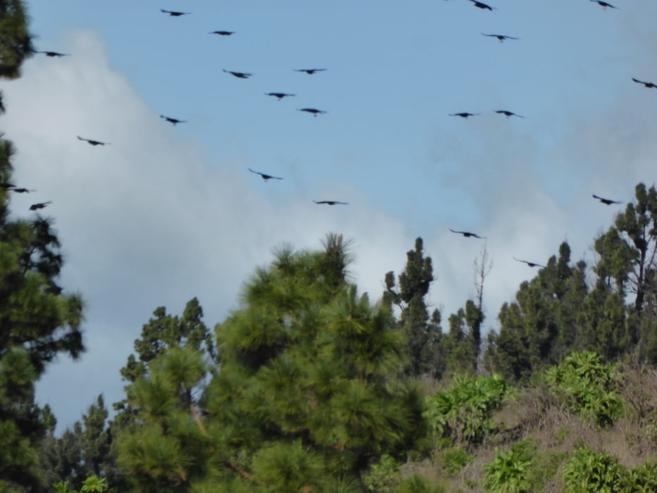 Kanareninsel La Palma: Fuencaliente - Mirador El Charco
