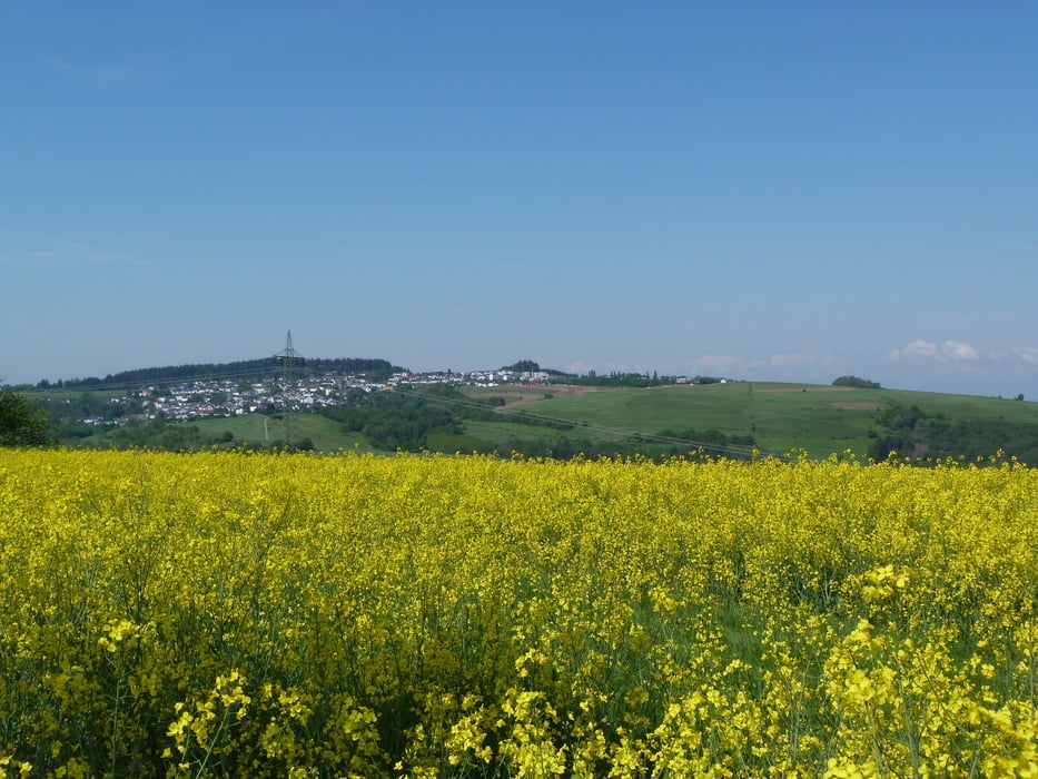 Duch die Rapsfelder von Pellingen und Franzenheim