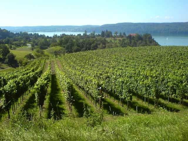 Panoramatour am Überlinger See