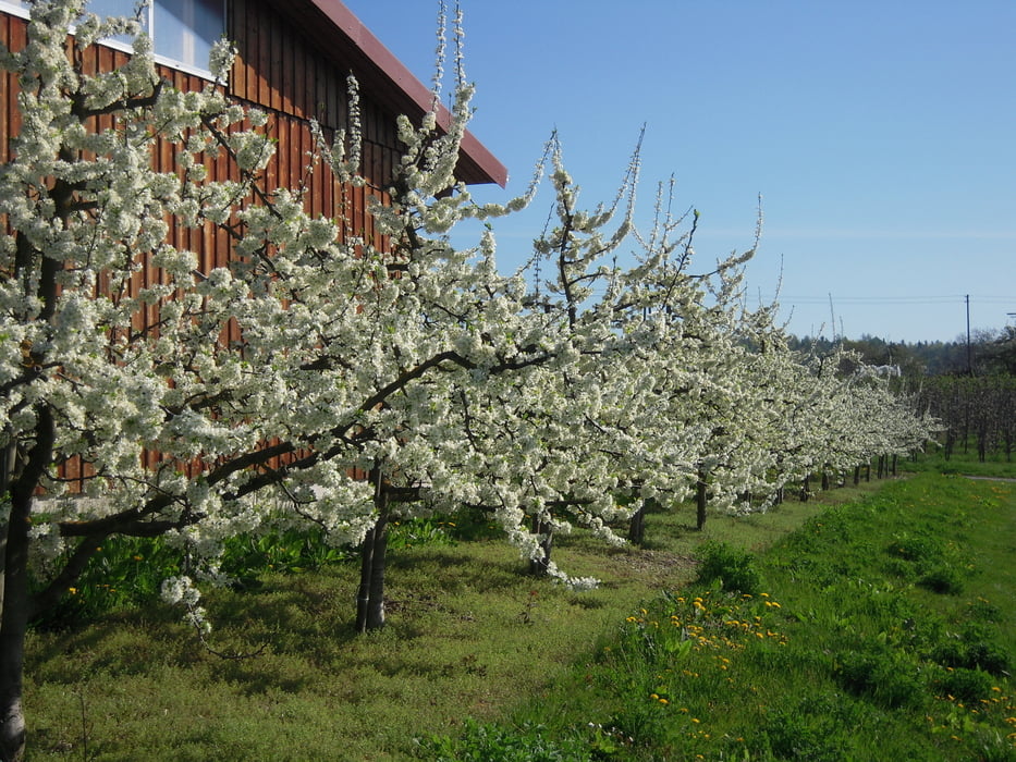 Apfelweg Hagnau