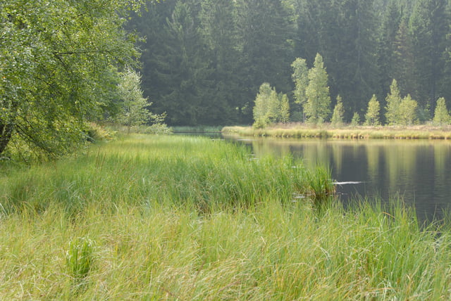 Schliffkopf, Nordschwarzwald> Buhlbachsee