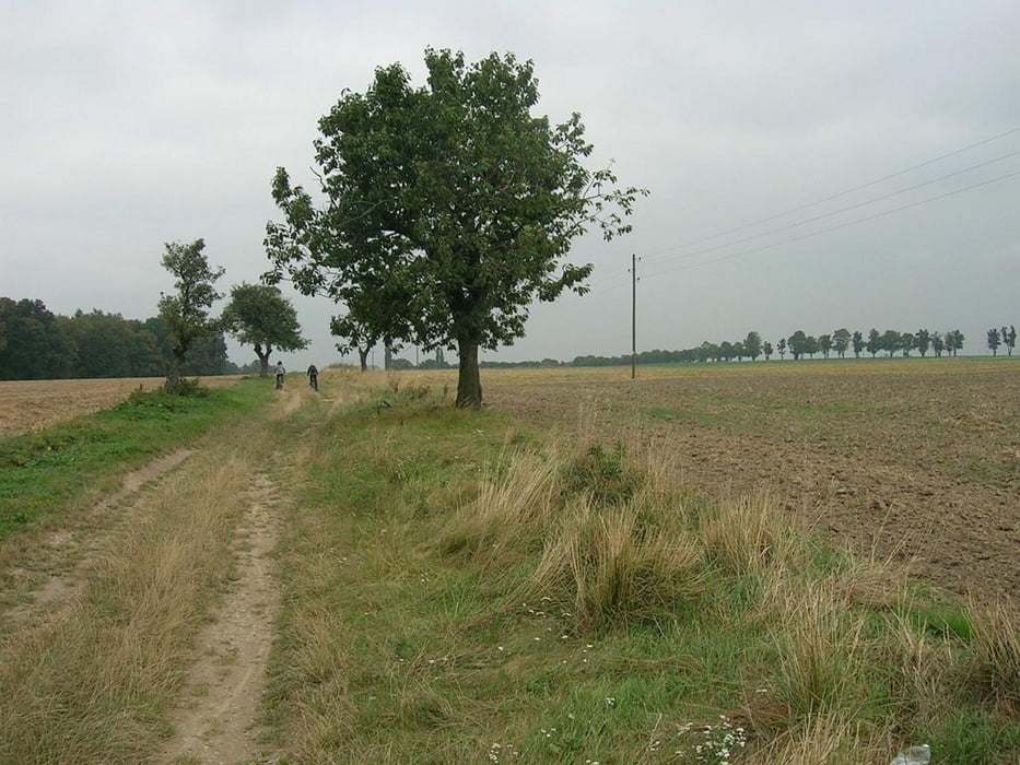 Białka