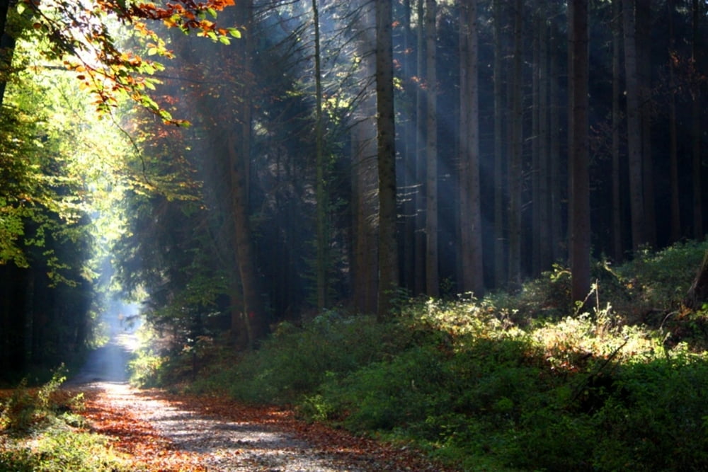 Rundwanderung im Teutoburger Wald bei Dissen