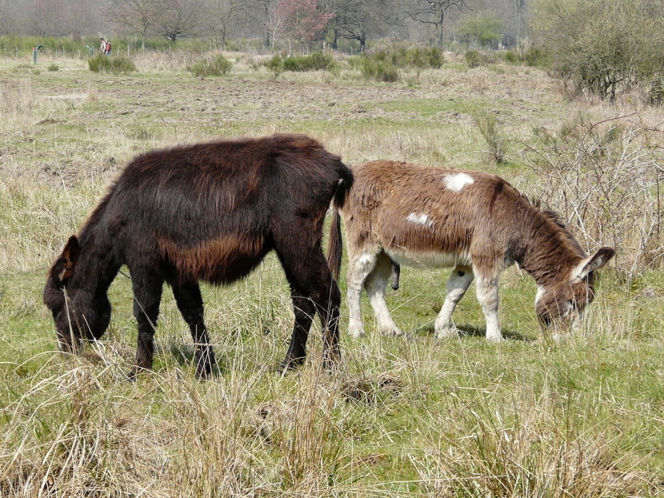 Streifzug durch die Wahner Heide