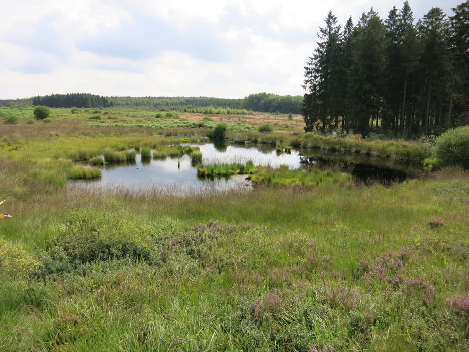 durch das Brackvenn bei Mützenich