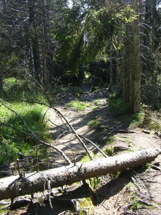 Trails von Torfhaus bis zum Eckerstausee