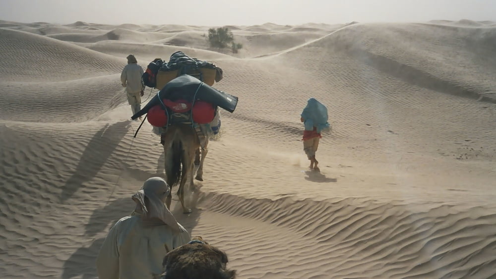 Kamel - Wüstentrekking