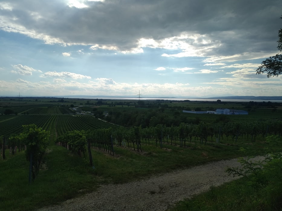 Gols Neusiedl Winden und Retour