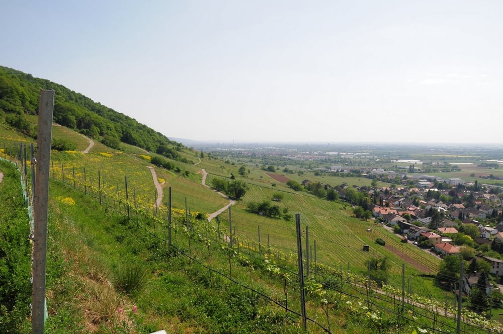 Weißer Stein - Strahlenburg - Schriesheim - Burgenweg - Weinheim / Lützelsachsen