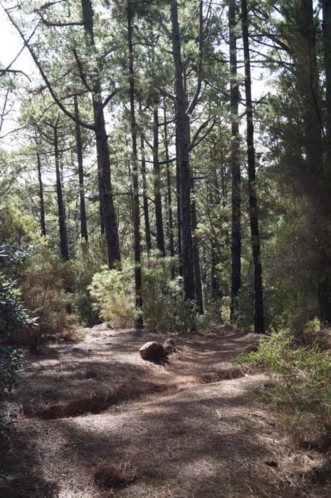 Beste Trails im Esperanza-Wald