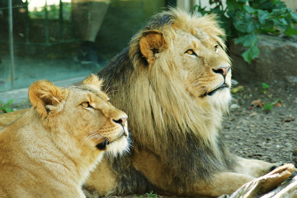 Zoo Schönbrunn