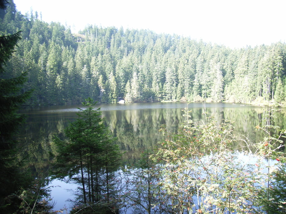 Palmspring zum Glaswaldsee