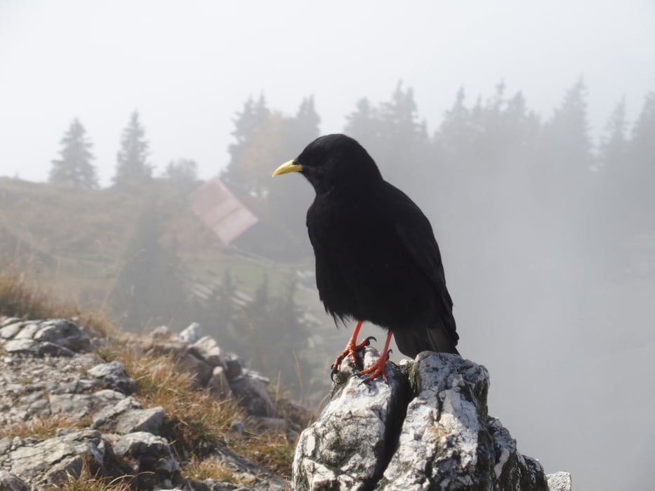 Breitenstein