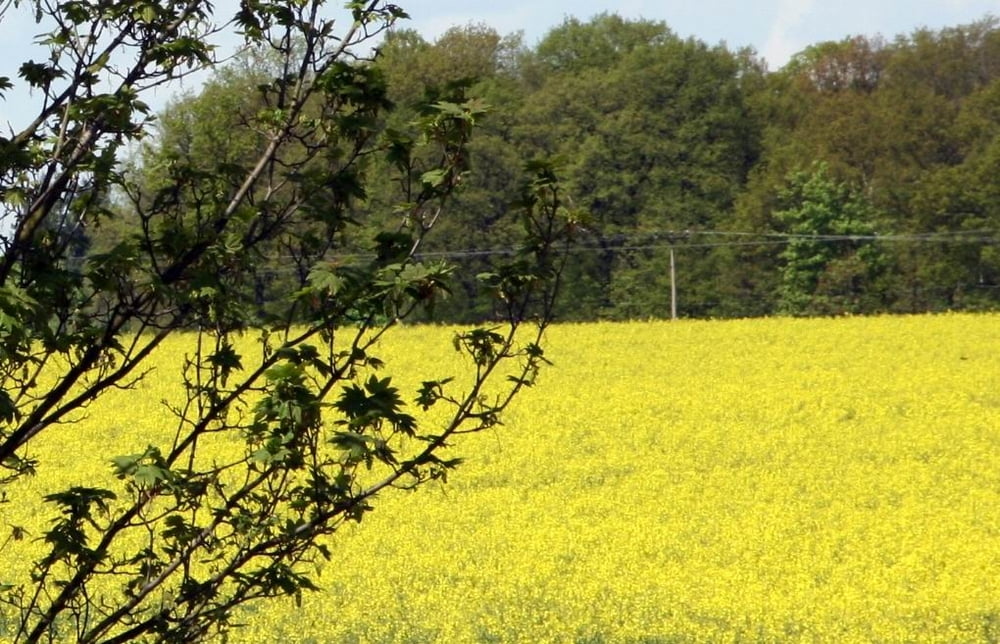 Samstagstur Rundtour von Lauf nach Lauf
