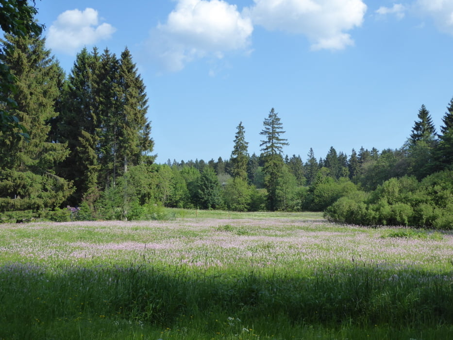 Buntenbock - Harzer Vierklang (Wald, Wasser, Bergwiese, Ortschaft)