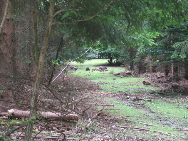 Vischeltal