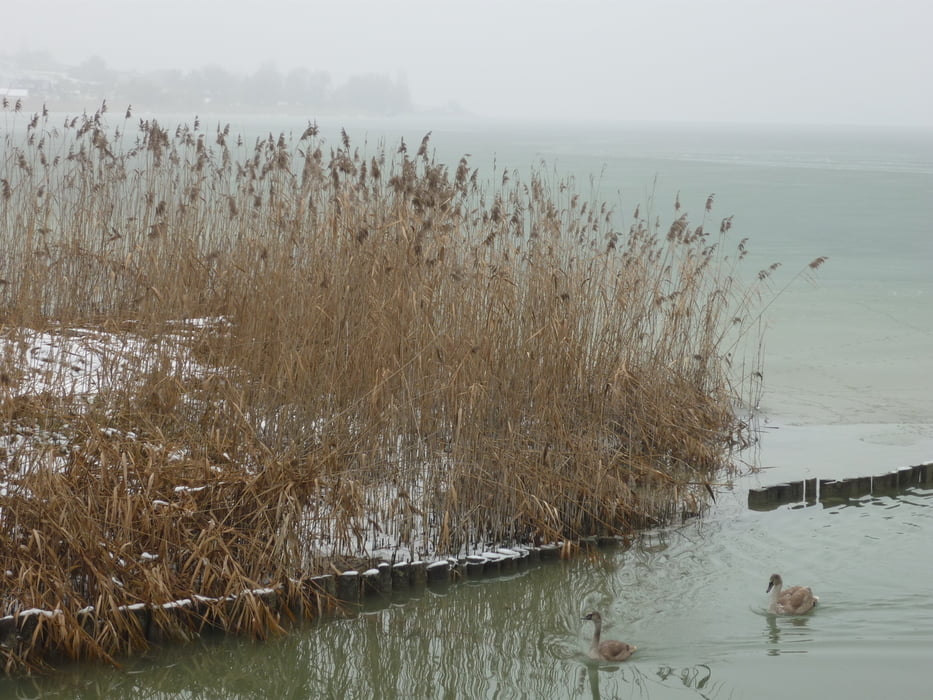 Rund um die Insel Reichenau