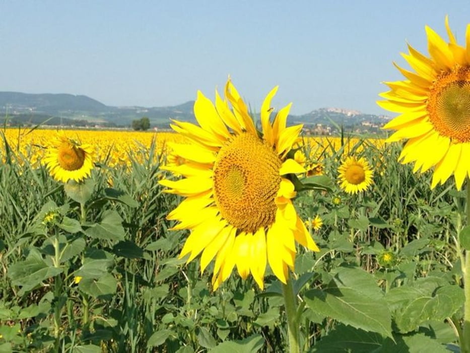 Sentiero della Bonifica