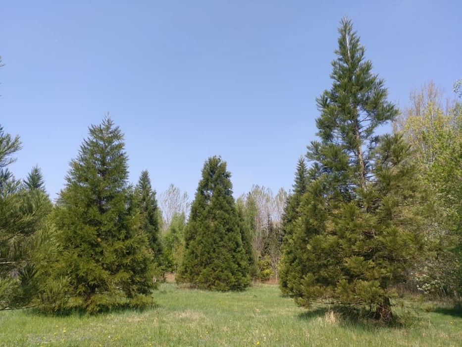 Große Runde über Rarität Wälder