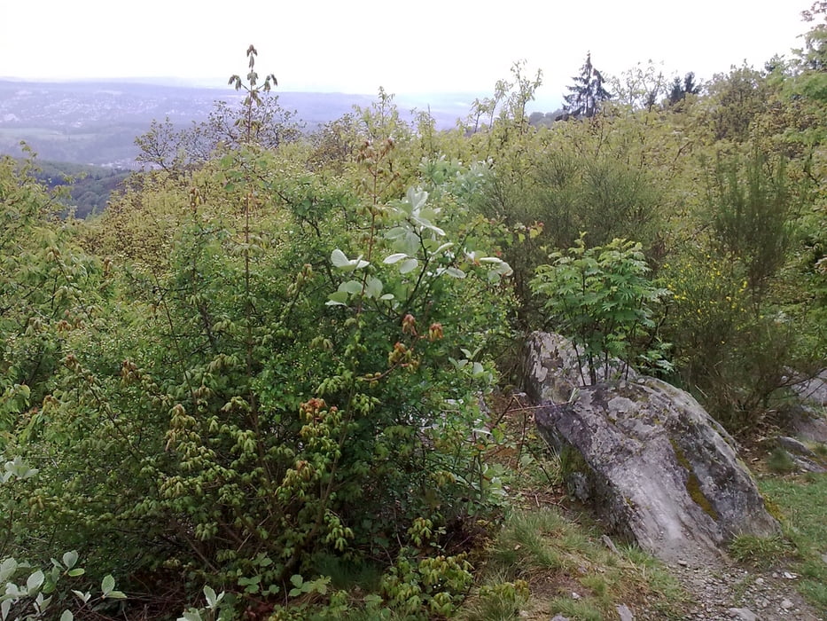 100509_Rossertrunde