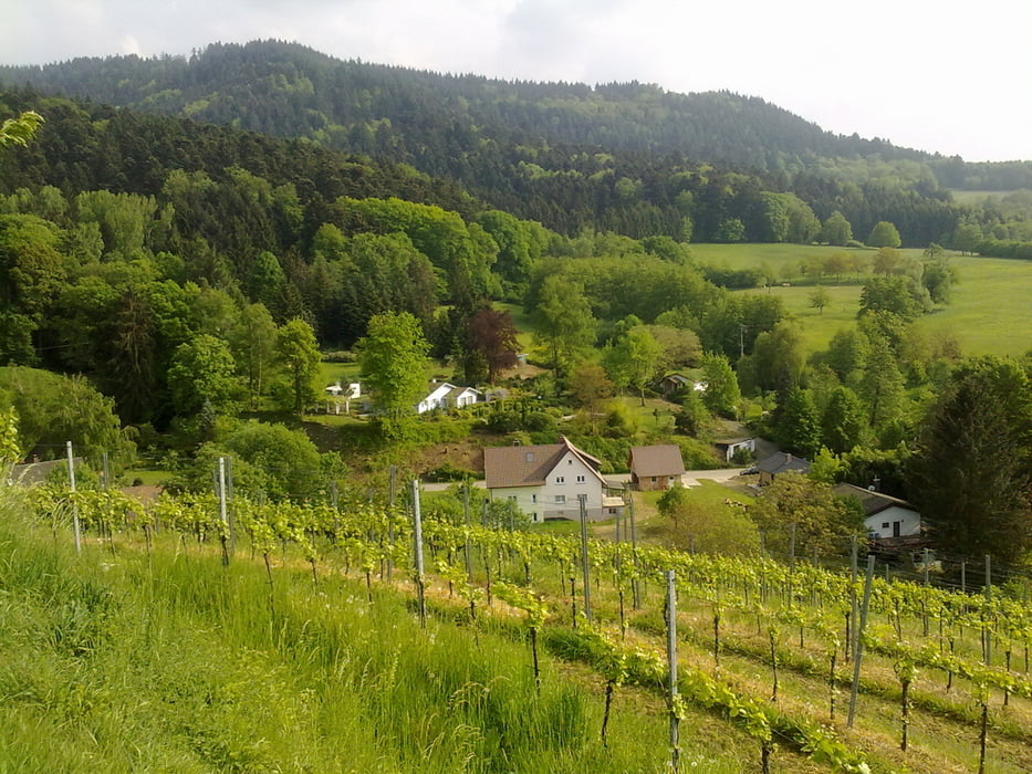 Markgräfler Feierabendtour , Castelberg, Wiiwegele