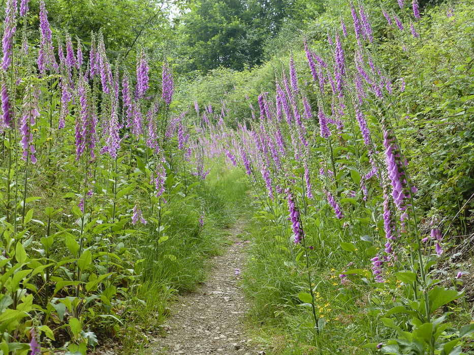 140611 Natursteig Sieg 8. Etappe: Schladern - Au