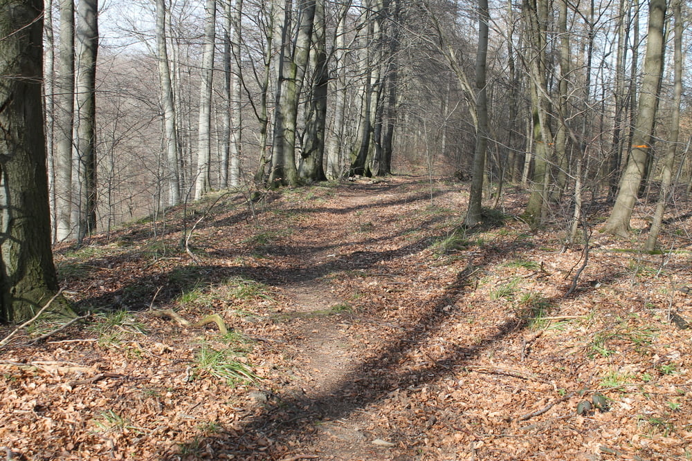 Süntel 1.2 XC AM easy Trail Südwehe Blutbachquelle Hohenstein DSMTBV MTB-Tour