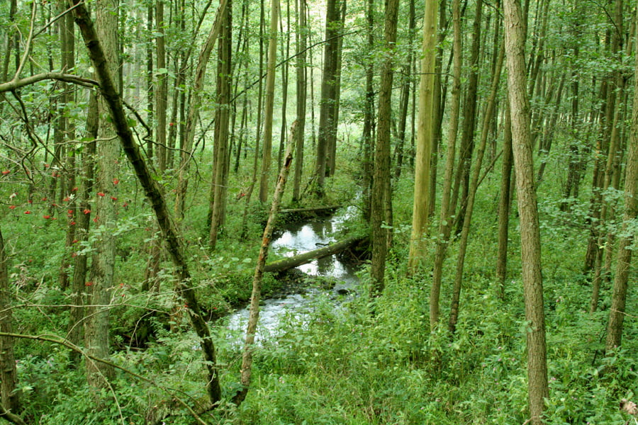 Albringhausen 1