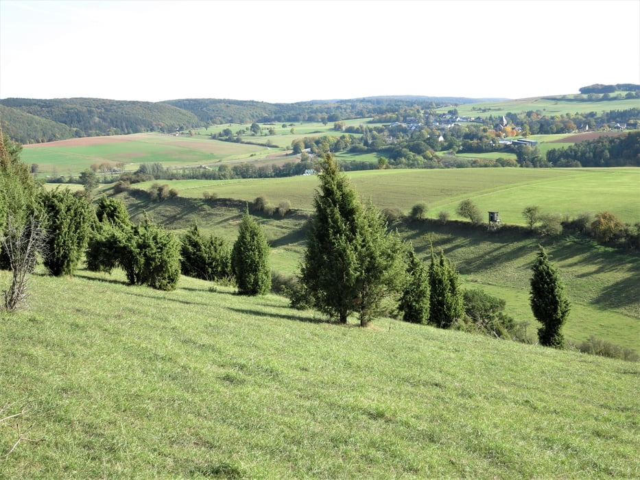 Wachholdersäulen auf dem Halsberg