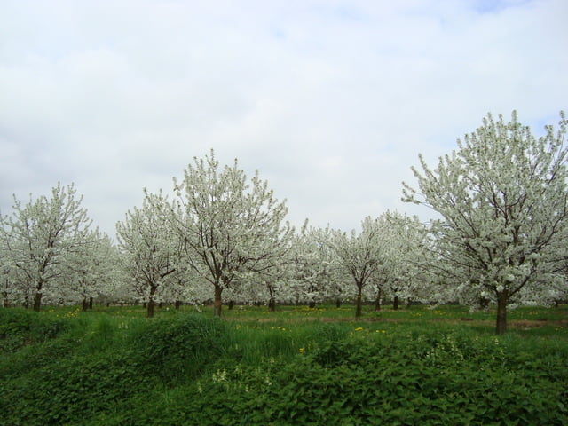 bloesemtocht