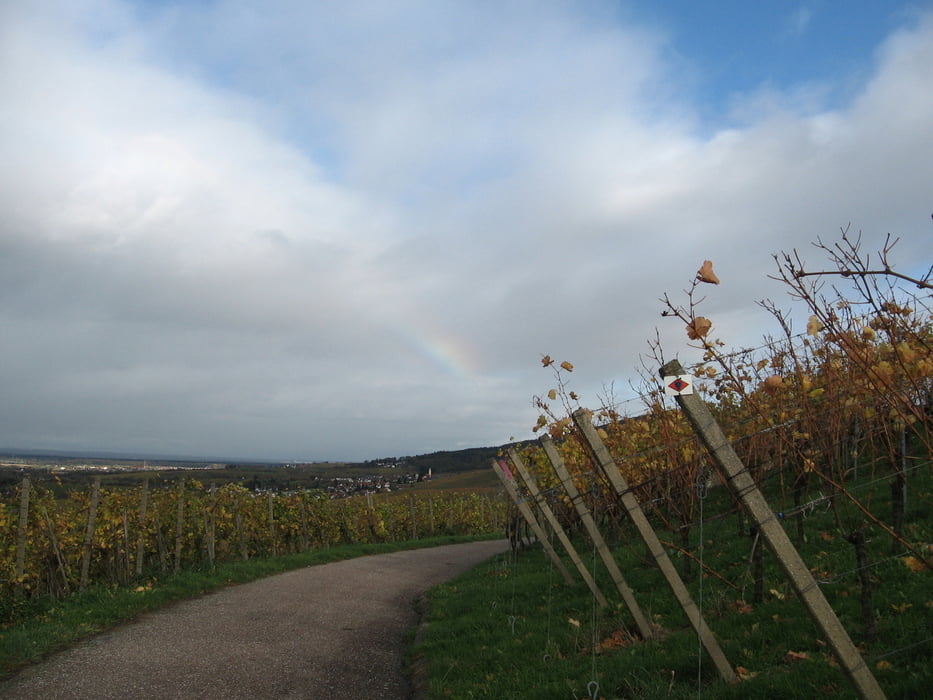 auf dem Ortenauer Weinpfad mit Regenbogen