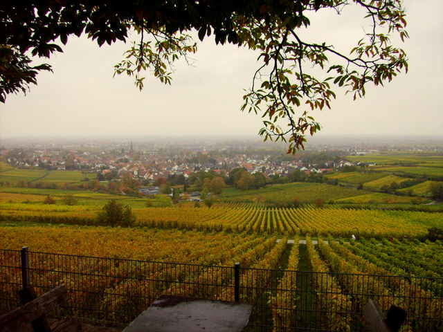 Spätherbst: Weinbegehung    Weinpfad Pfalz